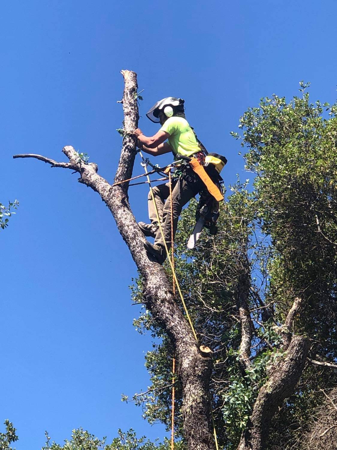 Sindt Tree Service Image